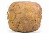 Colorful, Inflated Fossil Tortoise (Stylemys) - South Dakota #301888-6